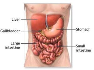 gastrointestinal onco surgery